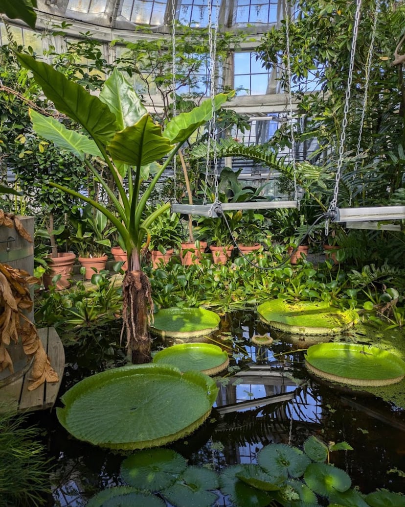 Botanisk Have