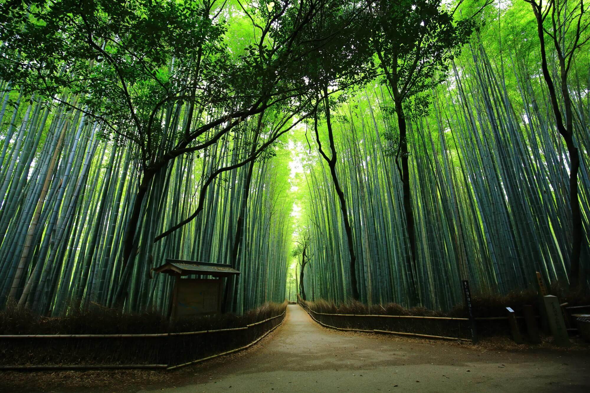 Arashiyama and the Bamboo Grove