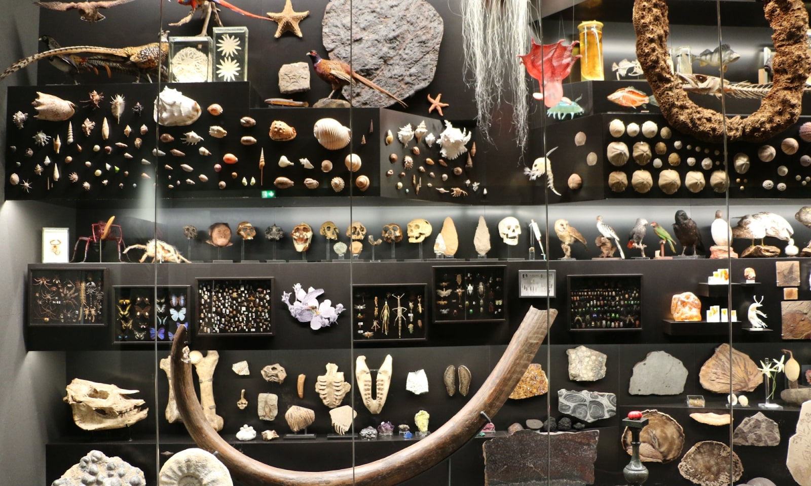 Senckenberg Naturmuseum