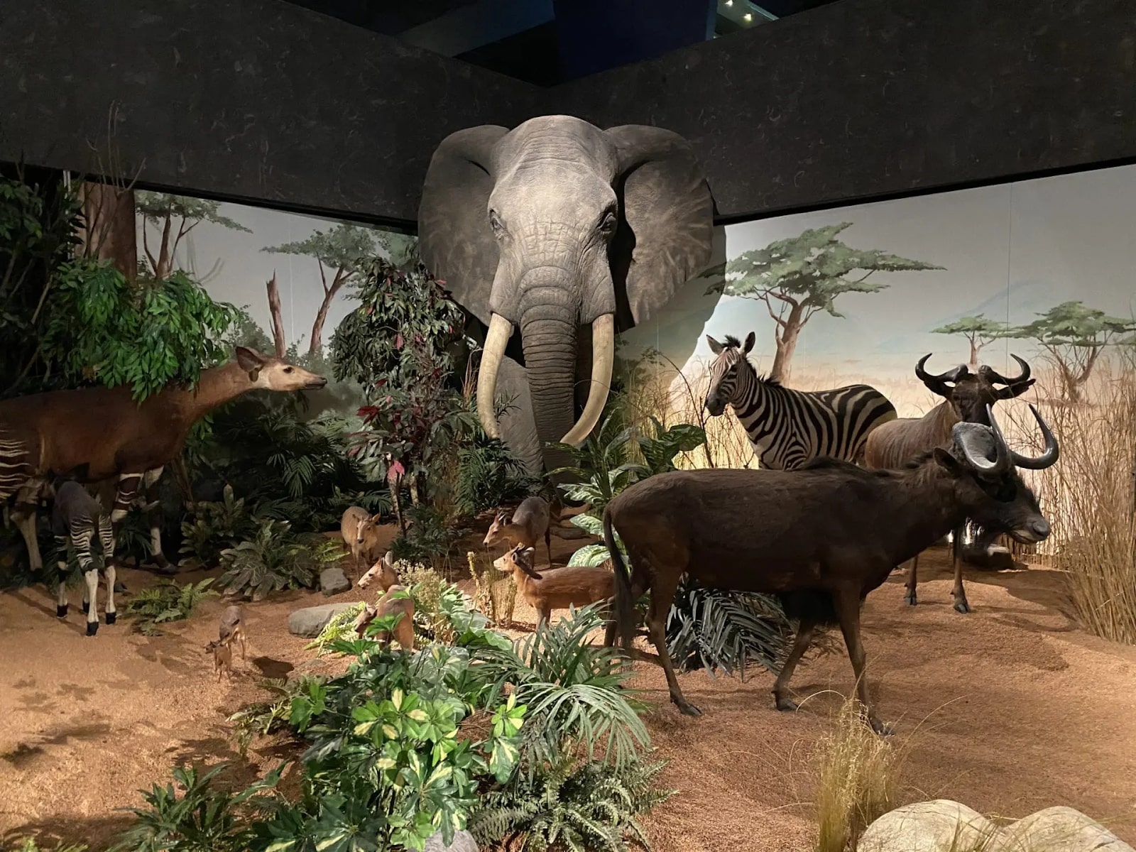 Muséum d'histoire naturelle de Genève