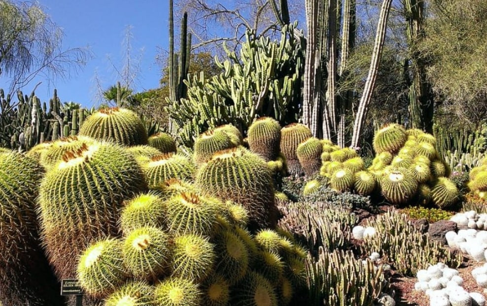 The Huntington Library, Art Museum, and Botanical Gardensv