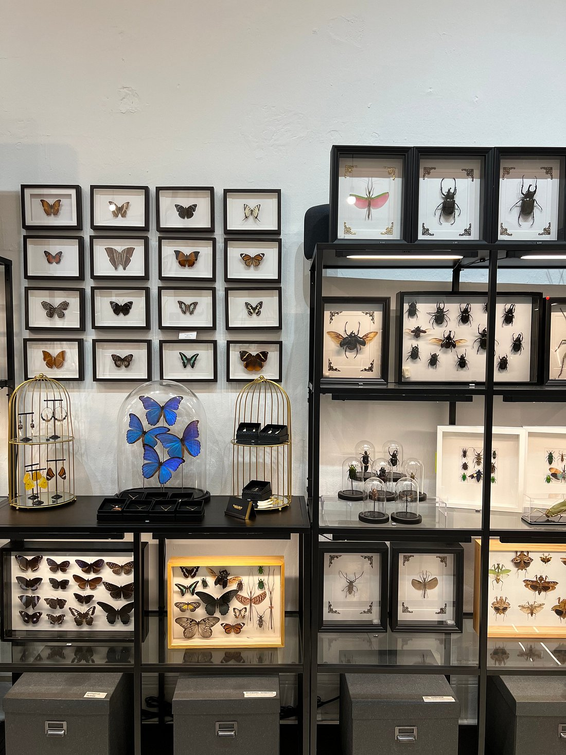 Black Crow Taxidermy & Art