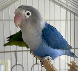 Loro Inseparable recibiendo atención