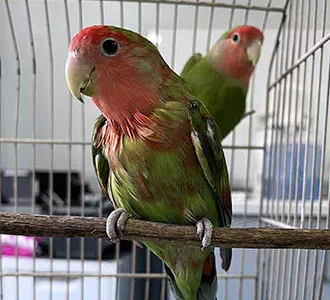 Loro con cambio de color en plumas