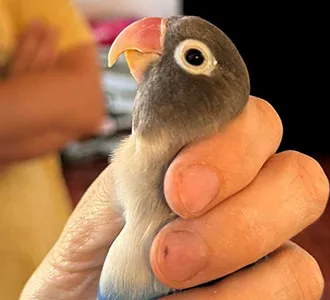 Agapornis con crecimiento de pico