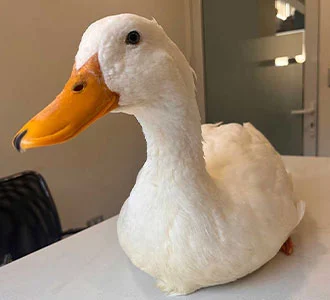 Pato Pekin doméstico en control veterinario