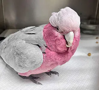 Cacatúa recibiendo atención por decaimiento
