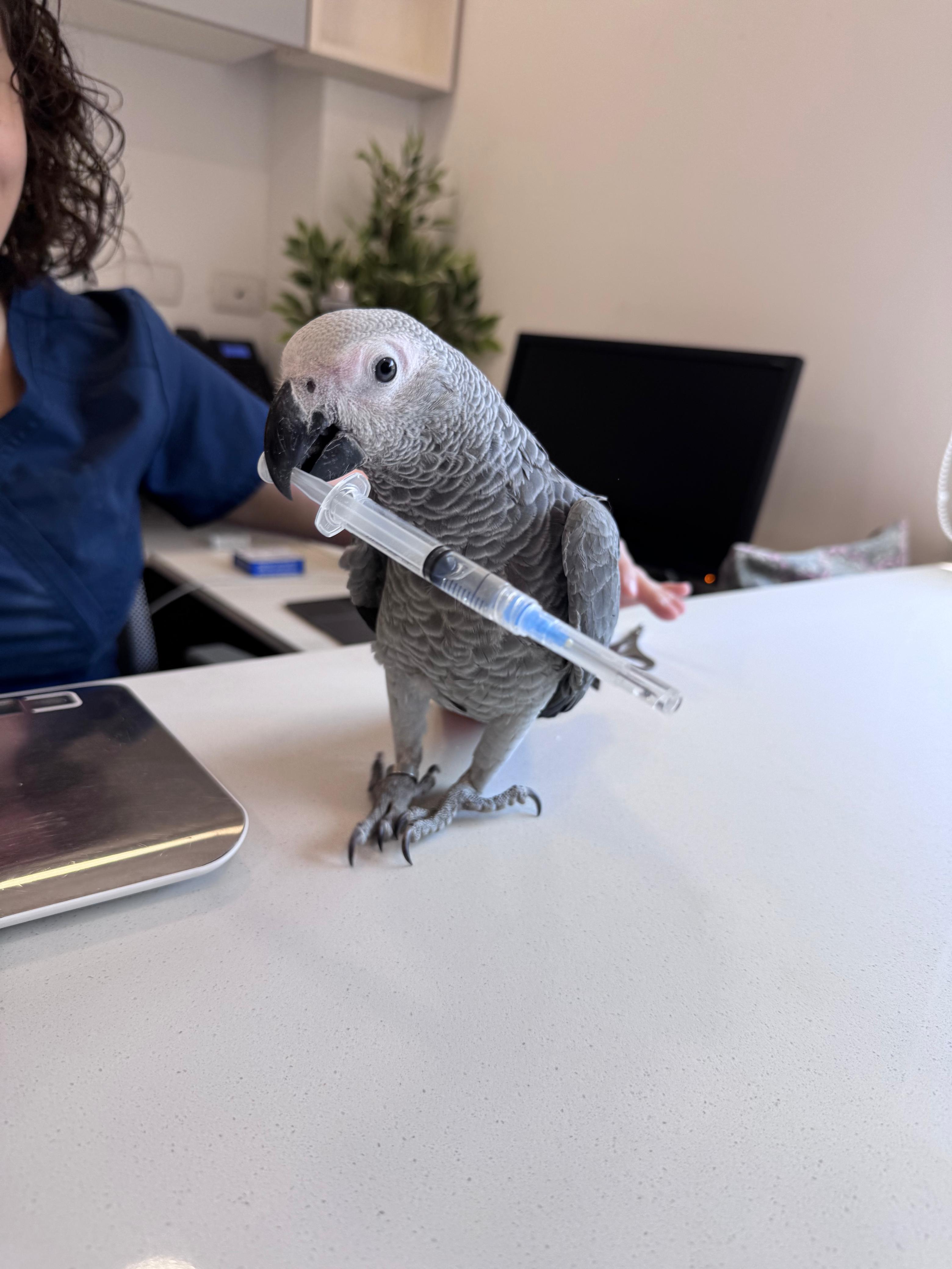 Loro Cacatúa Ninfa blanca en consulta veterinaria