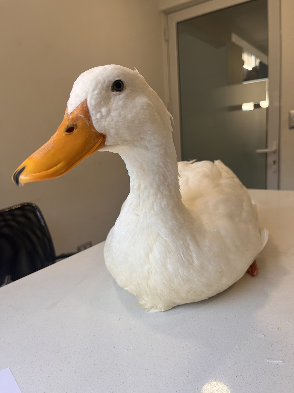 Loro colorido Agapornis recibiendo atención médica