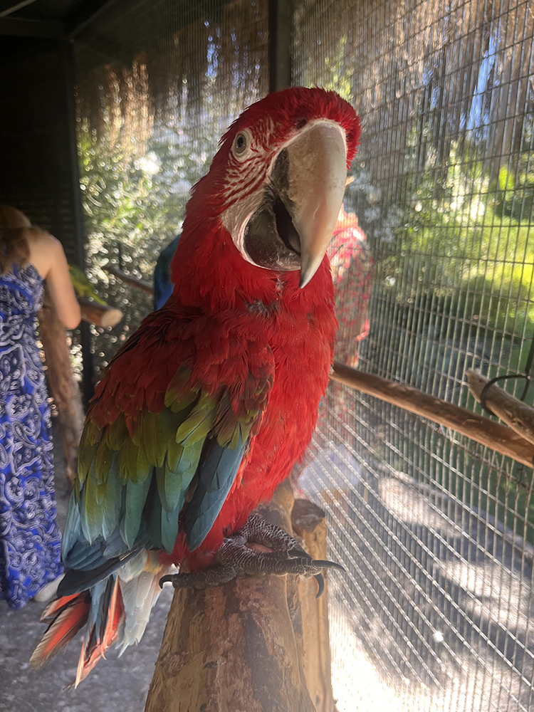 Guacamayo azul paciente de la Dra. Bunster
