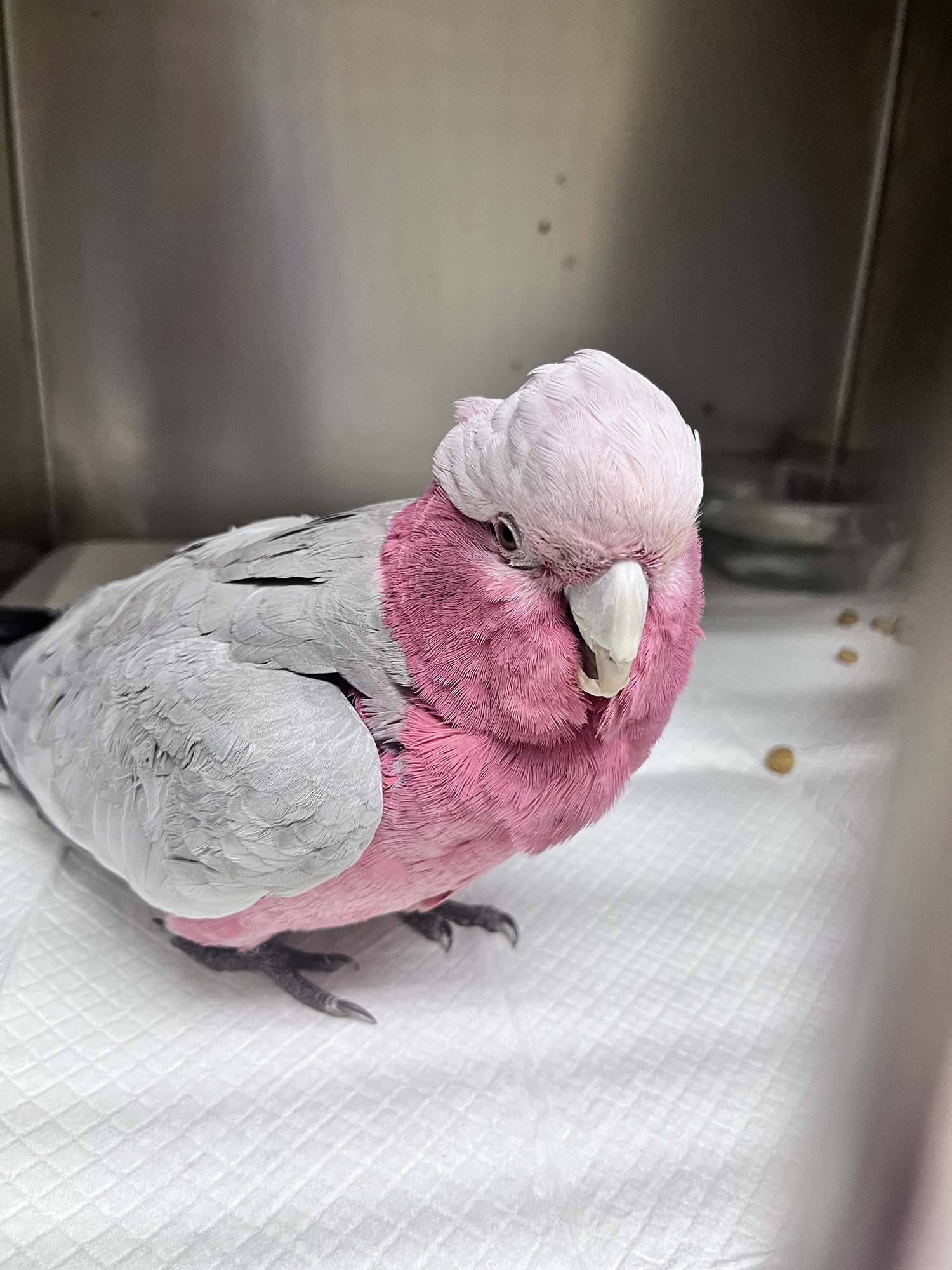Ave exótica recibiendo tratamiento veterinario