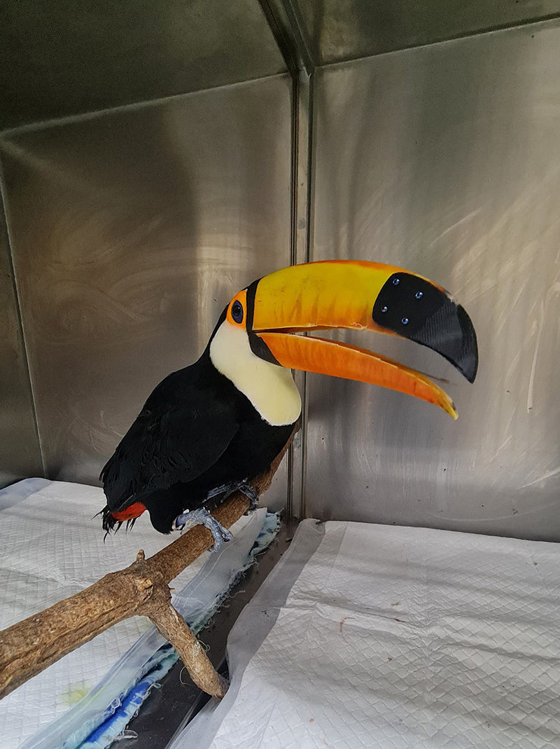 Tucan en revisión clínica