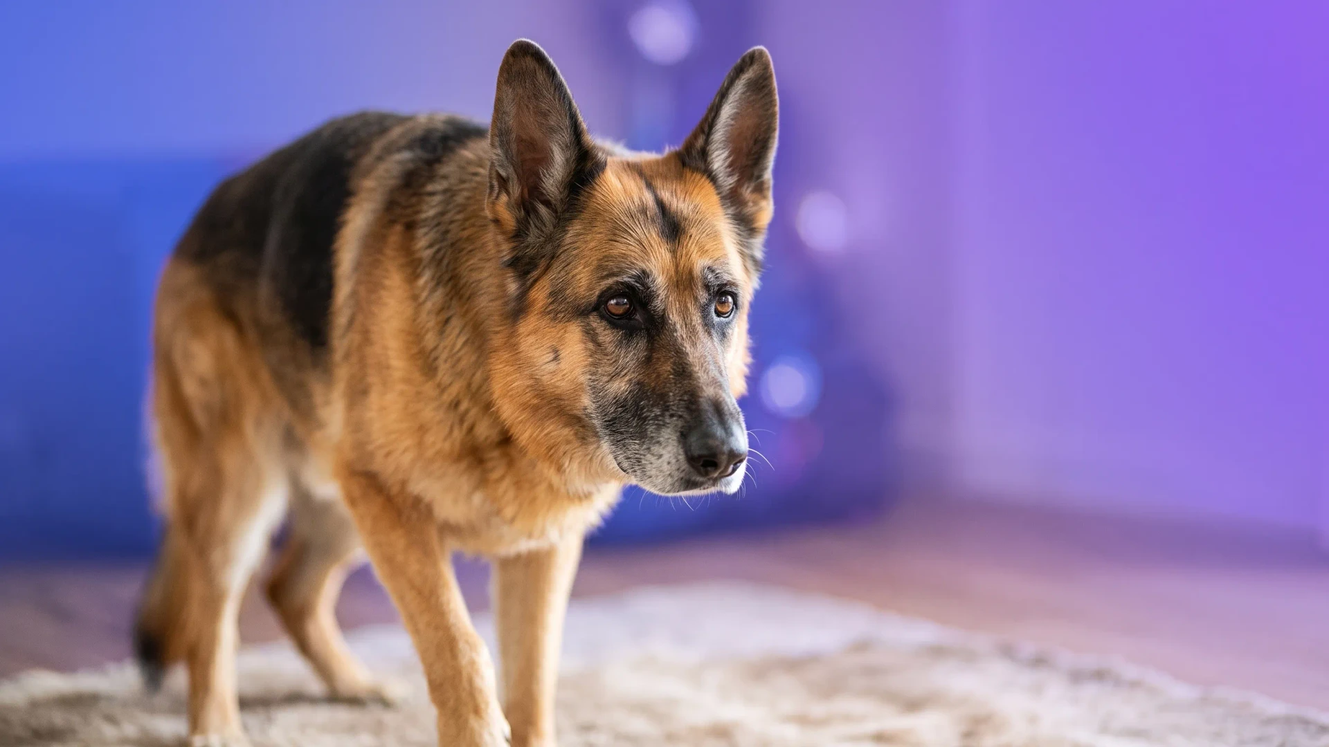 Artrose bij honden: Vroeg herkennen en behandelen