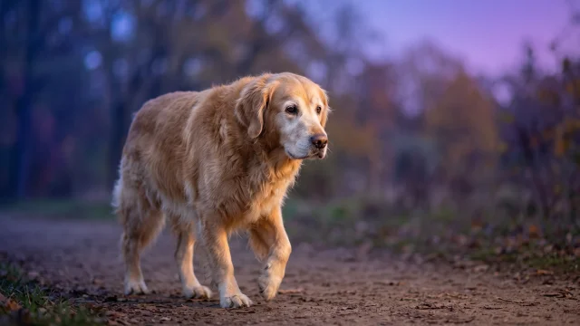Wandelen met je senior hond: Tips voor aangepaste beweging