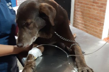 Foto del servicio