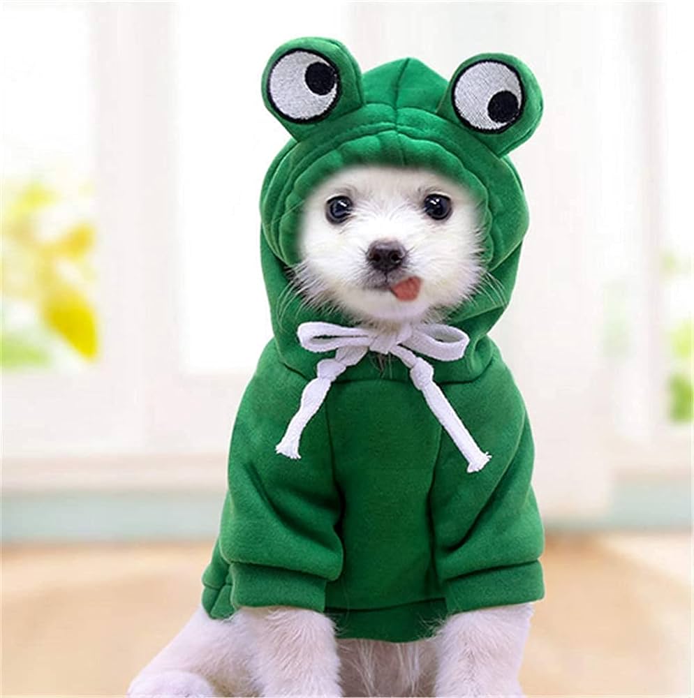 Dogs Accessories & needs