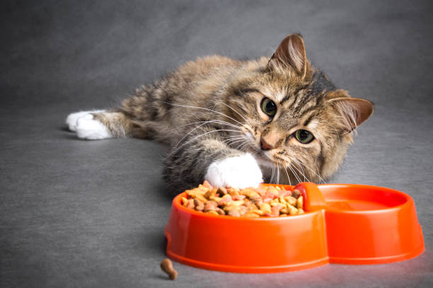 Dry food for cats