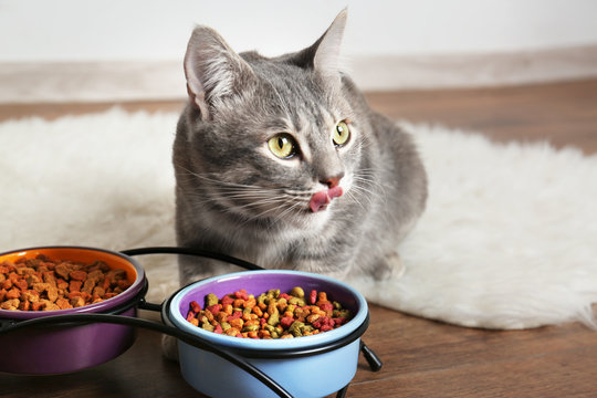  Wet food & treats for cats