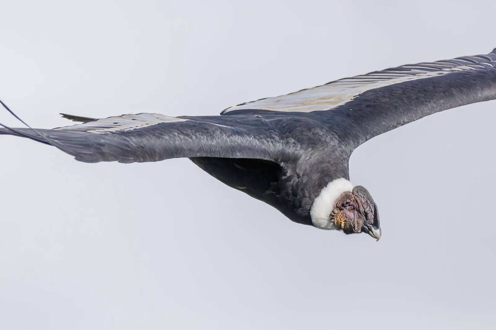 An Andean condor gliding over the Colca Canyon