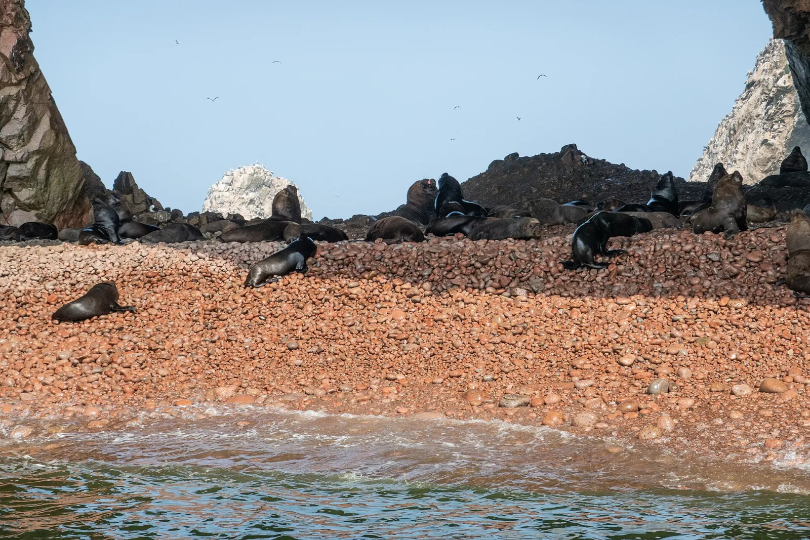 Sea lions resting on a pebble beach under the cliffs of the Ballestas Islands