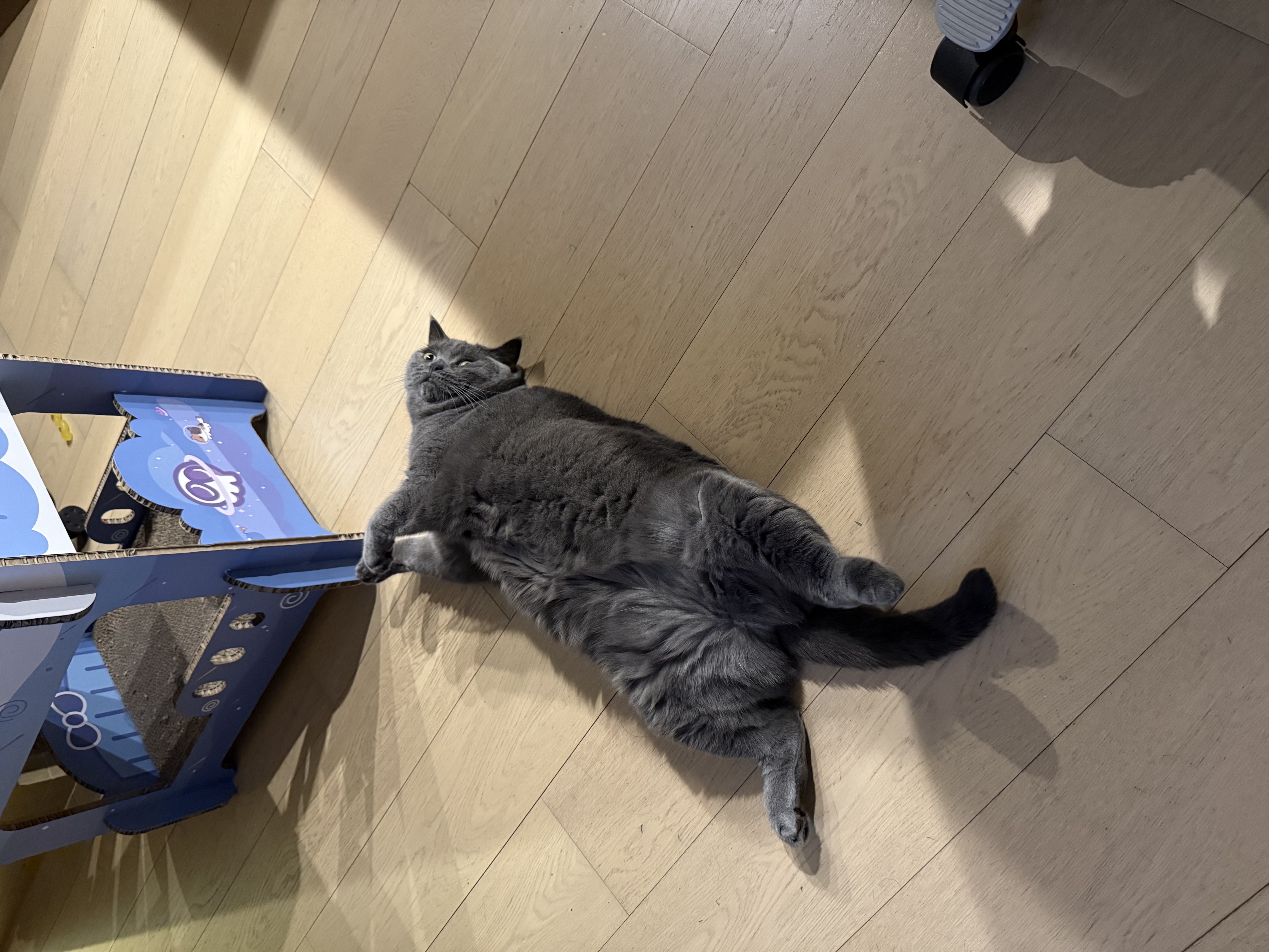 lapaloma