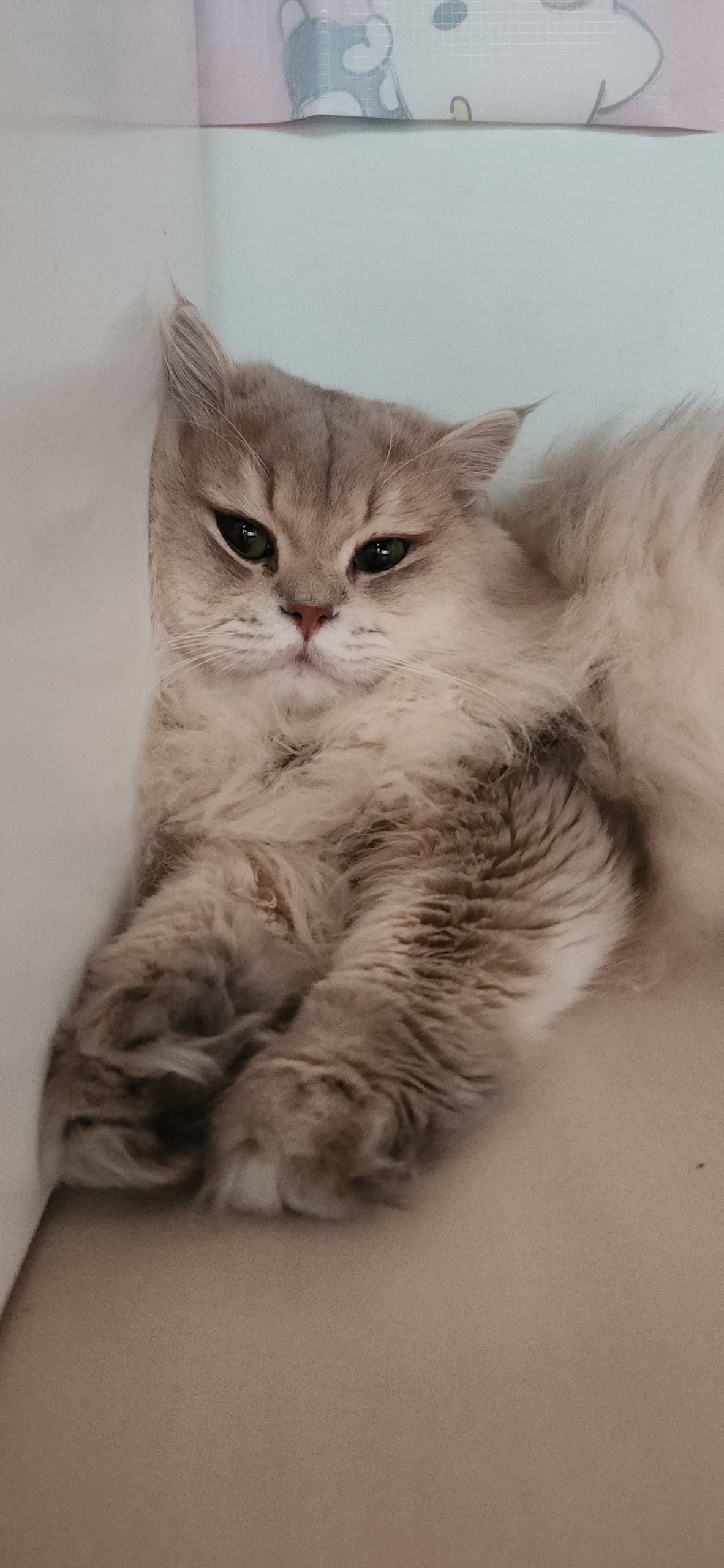 stiffcat