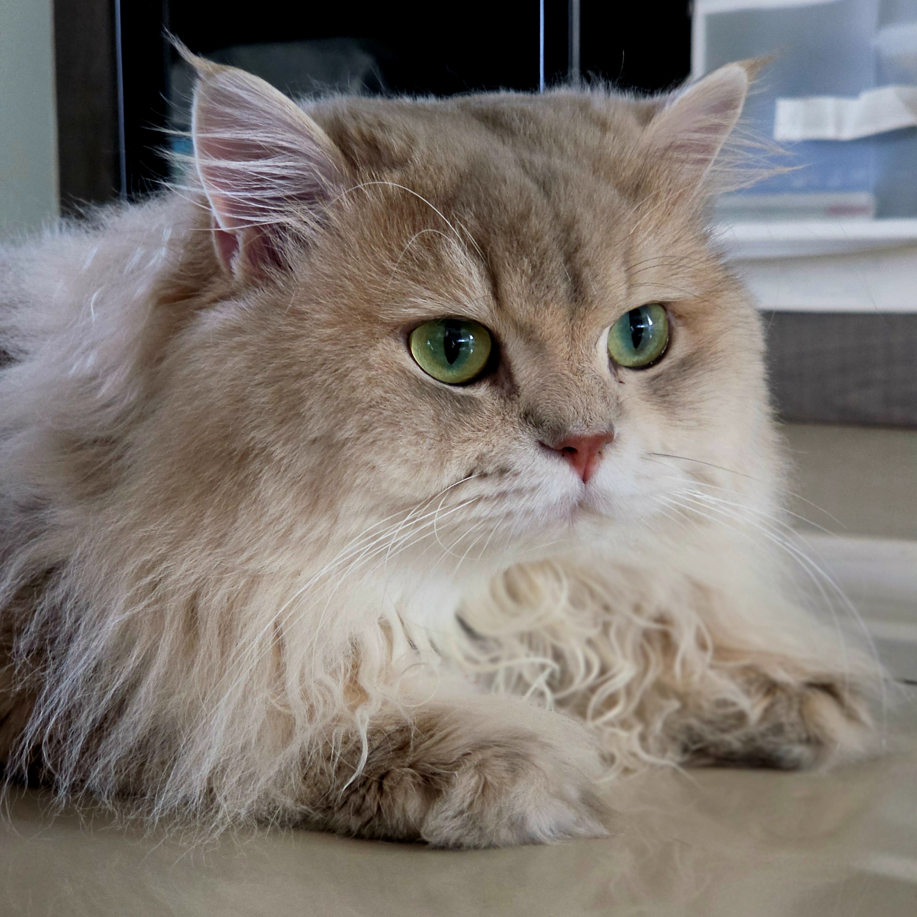 stiffcat
