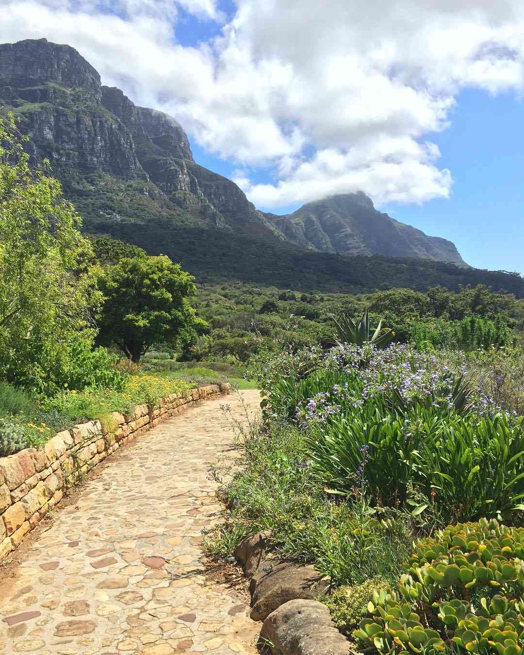 photo of kirstenbosch gardens