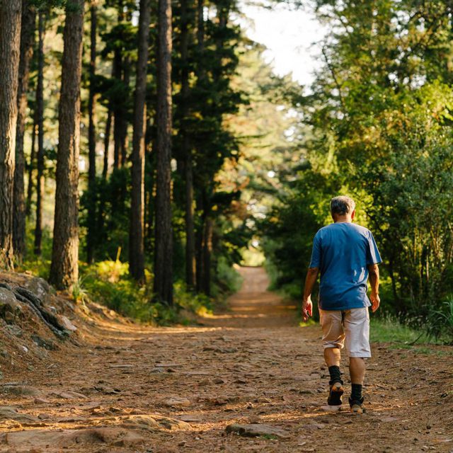 photo of newlands forest