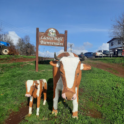 Imagen de Lácteos Máfil