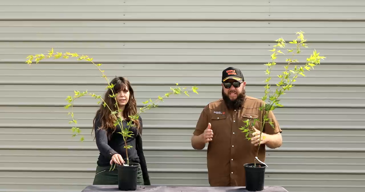 Benikawa: The Coral Bark Maple