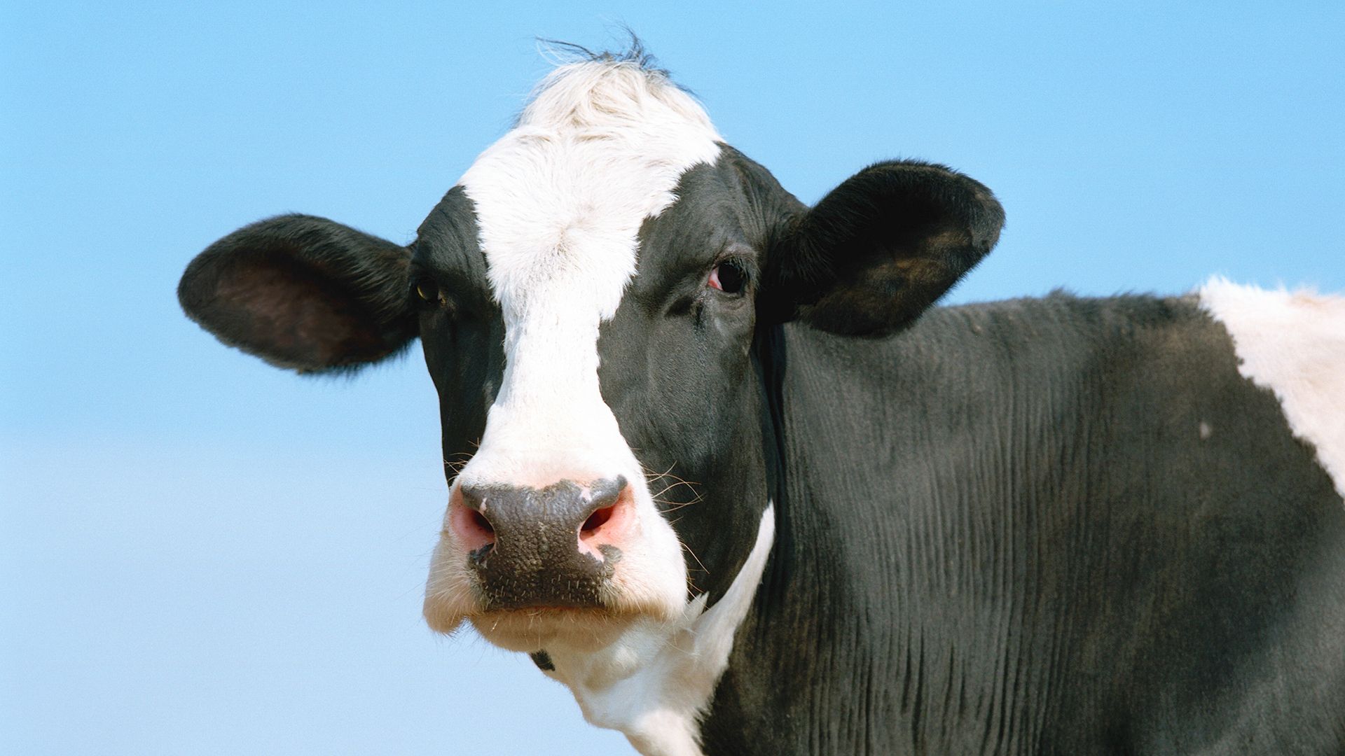 Players Hunt for Diablo 4's Cow Level Secrets