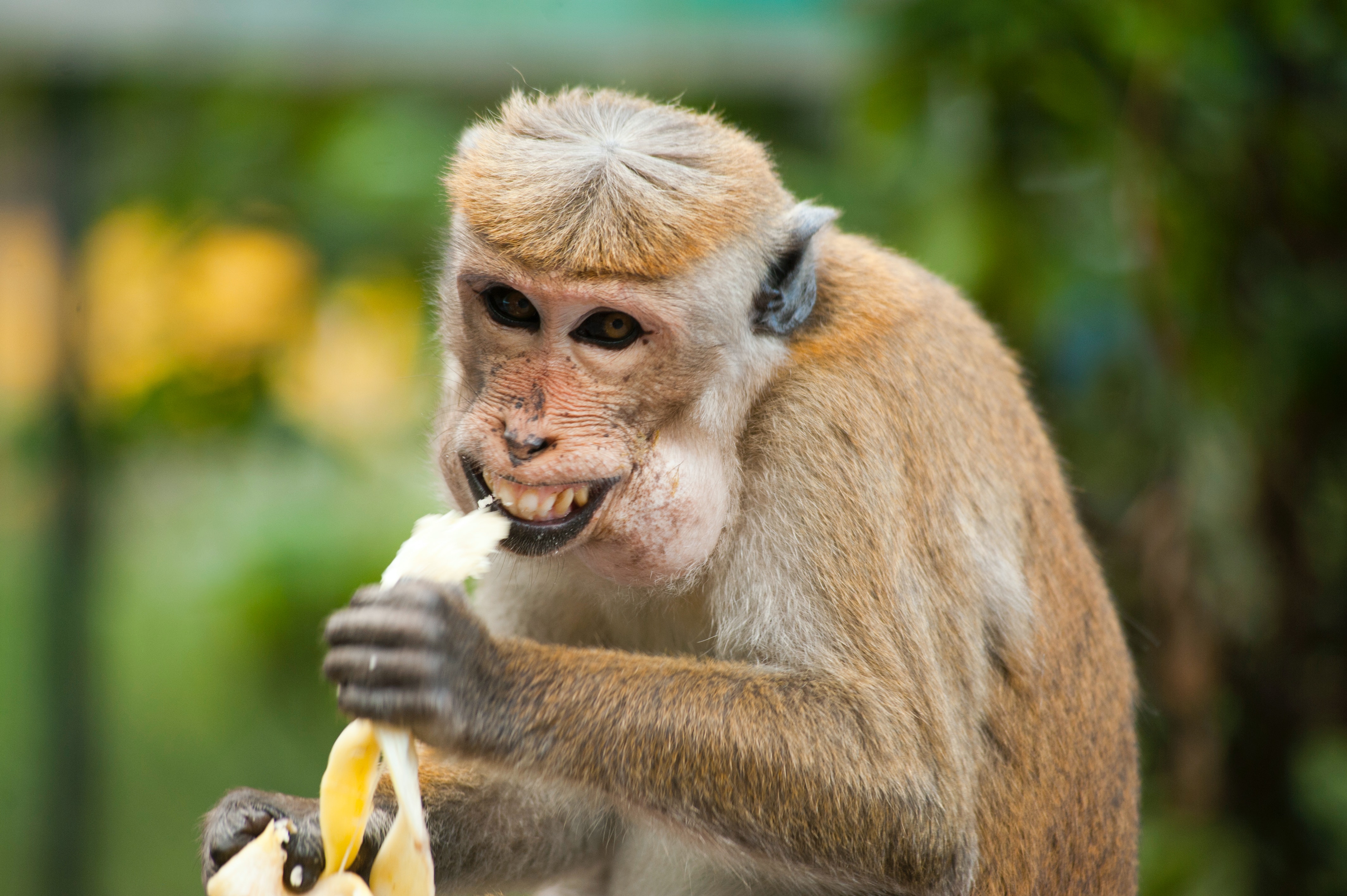 Macaco comendo