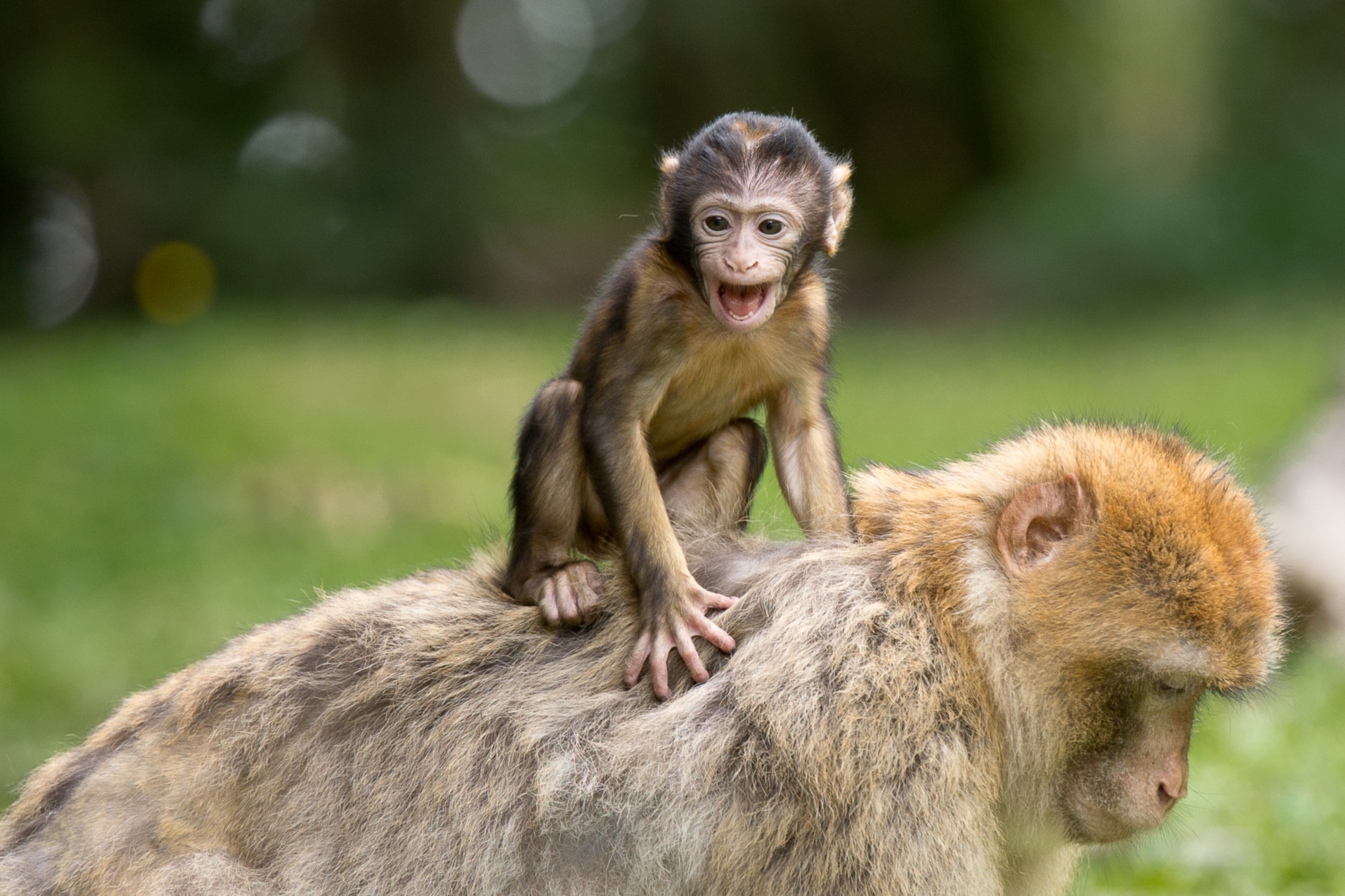 Família de macacos