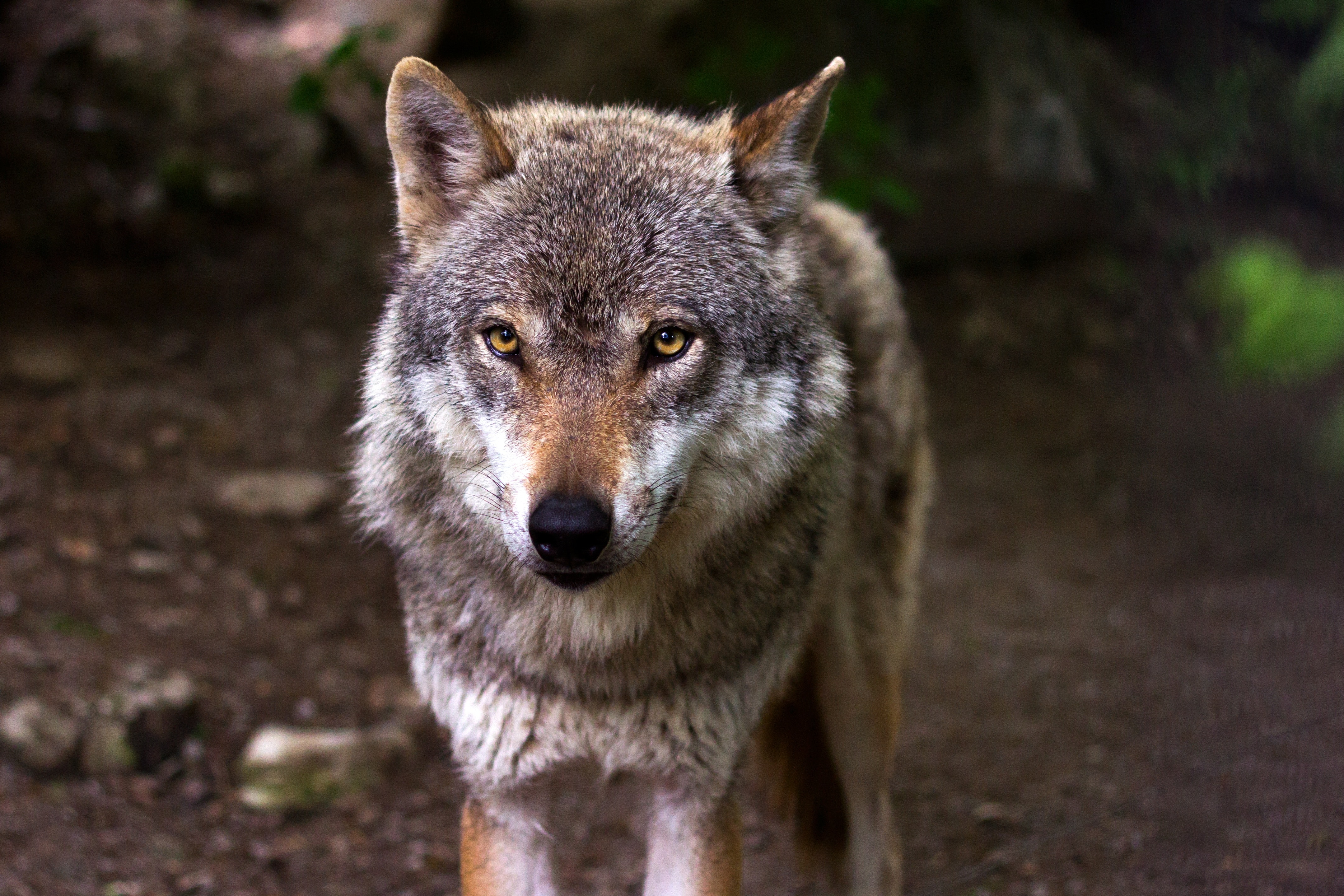 Lobo olhando para você