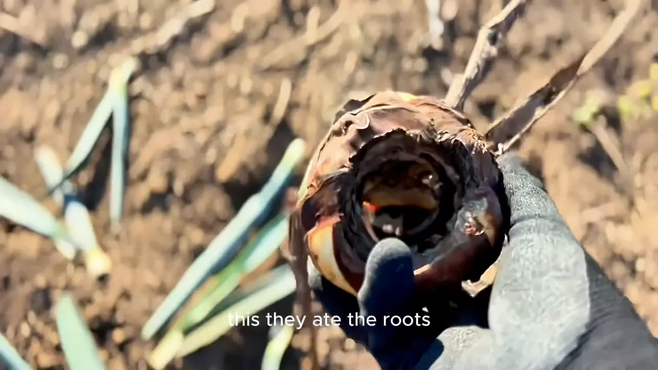 Jules preparing to plant Agave