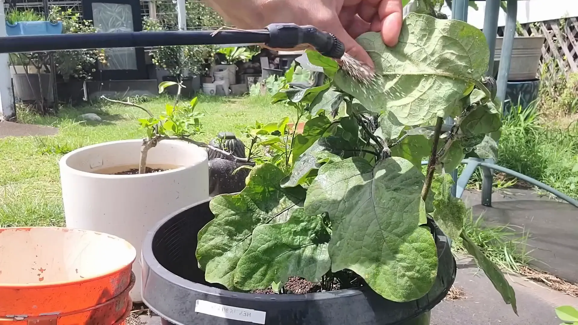 Ants retreating from sprayed plant