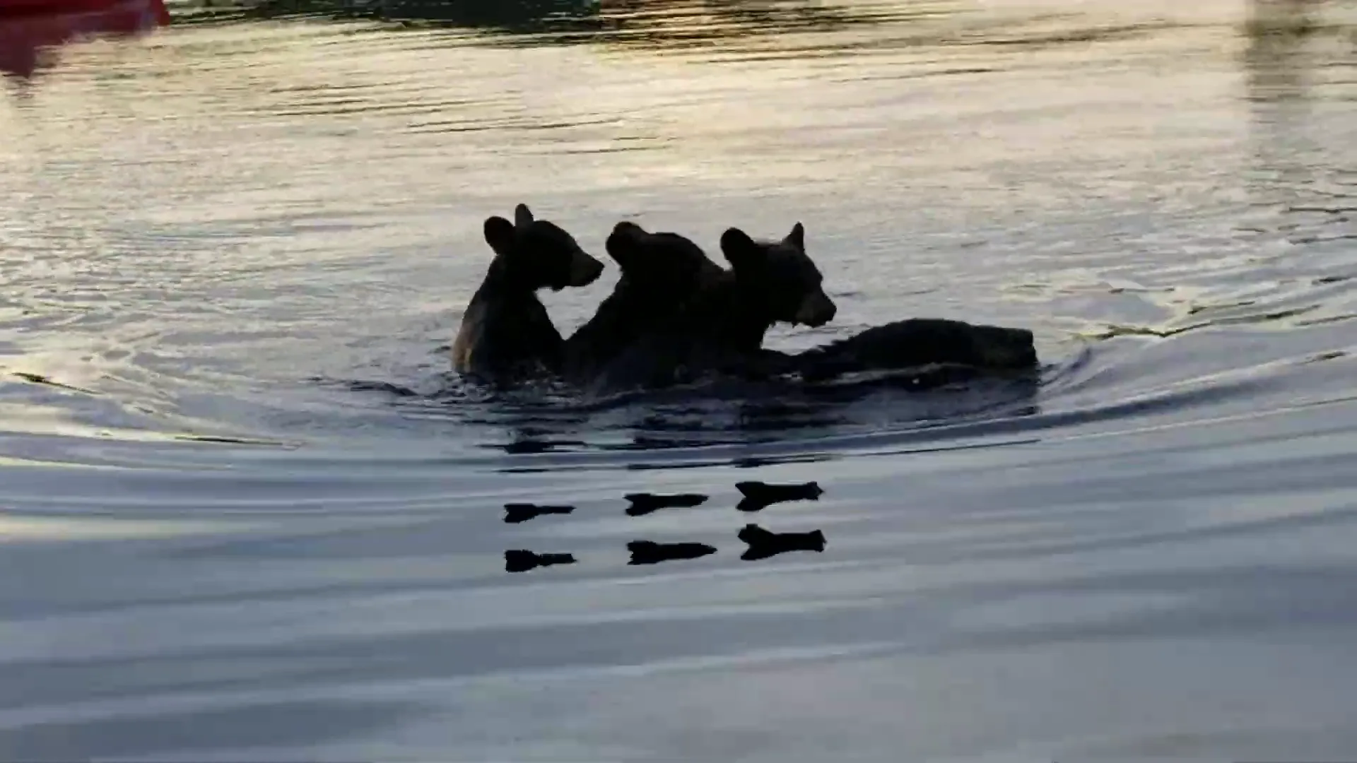 Filming the bear family