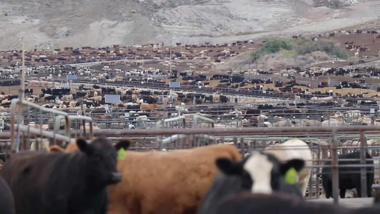 Farmland and dairy operations nearby — sometimes produce noticeable odors