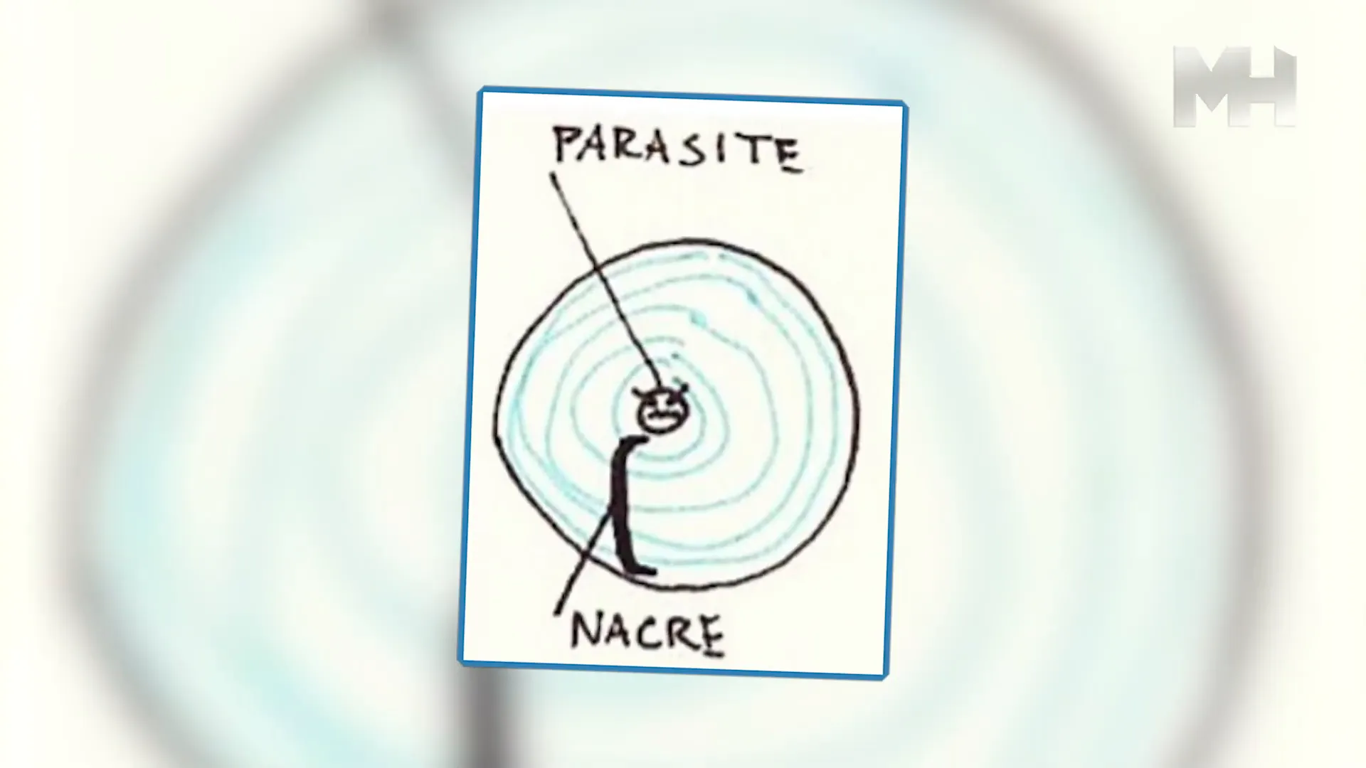 Illustration of a parasite in a mollusk