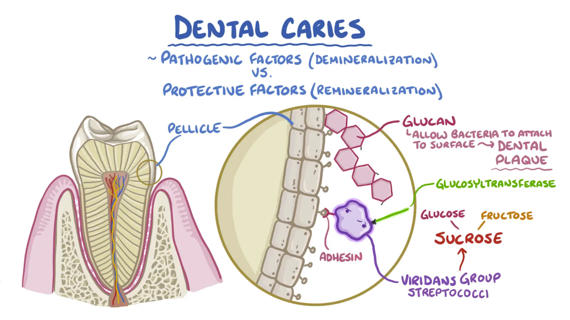 Formation of dental plaque biofilm on tooth surface