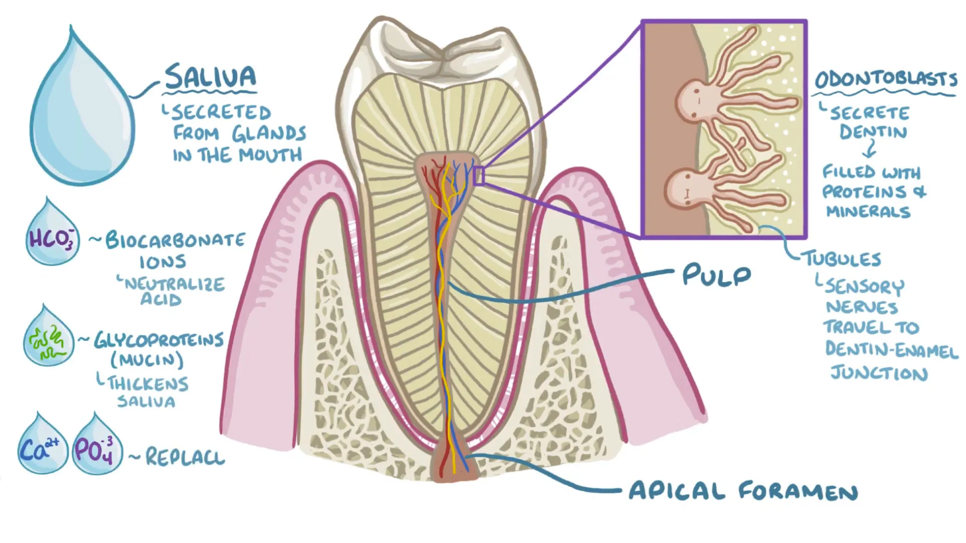 Saliva components and their protective effects on teeth
