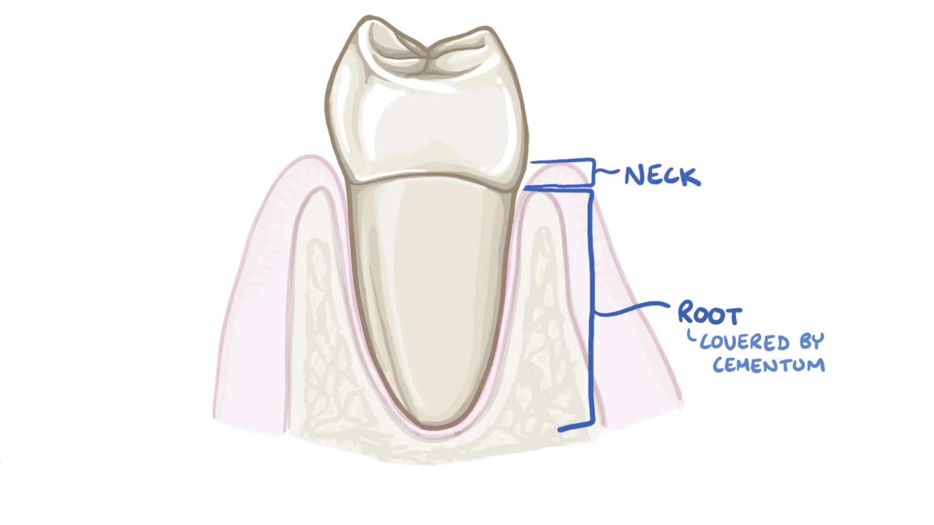 Tooth anatomy showing root, neck, crown, and surrounding structures
