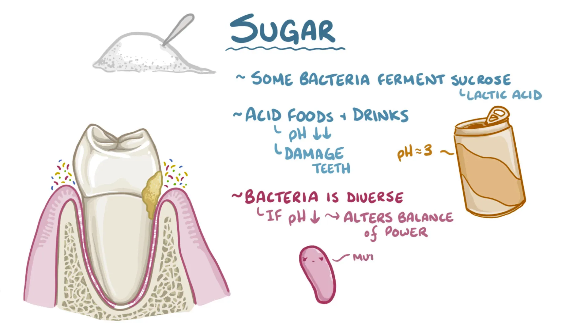 Effect of acidic drinks and sugar fermentation on tooth surface pH