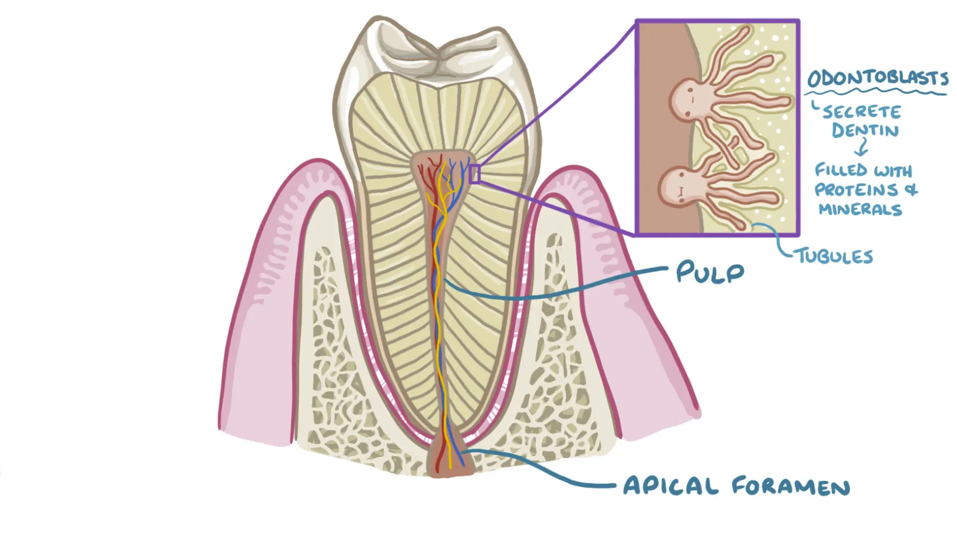 Internal structure of tooth showing pulp, dentin, and odontoblasts