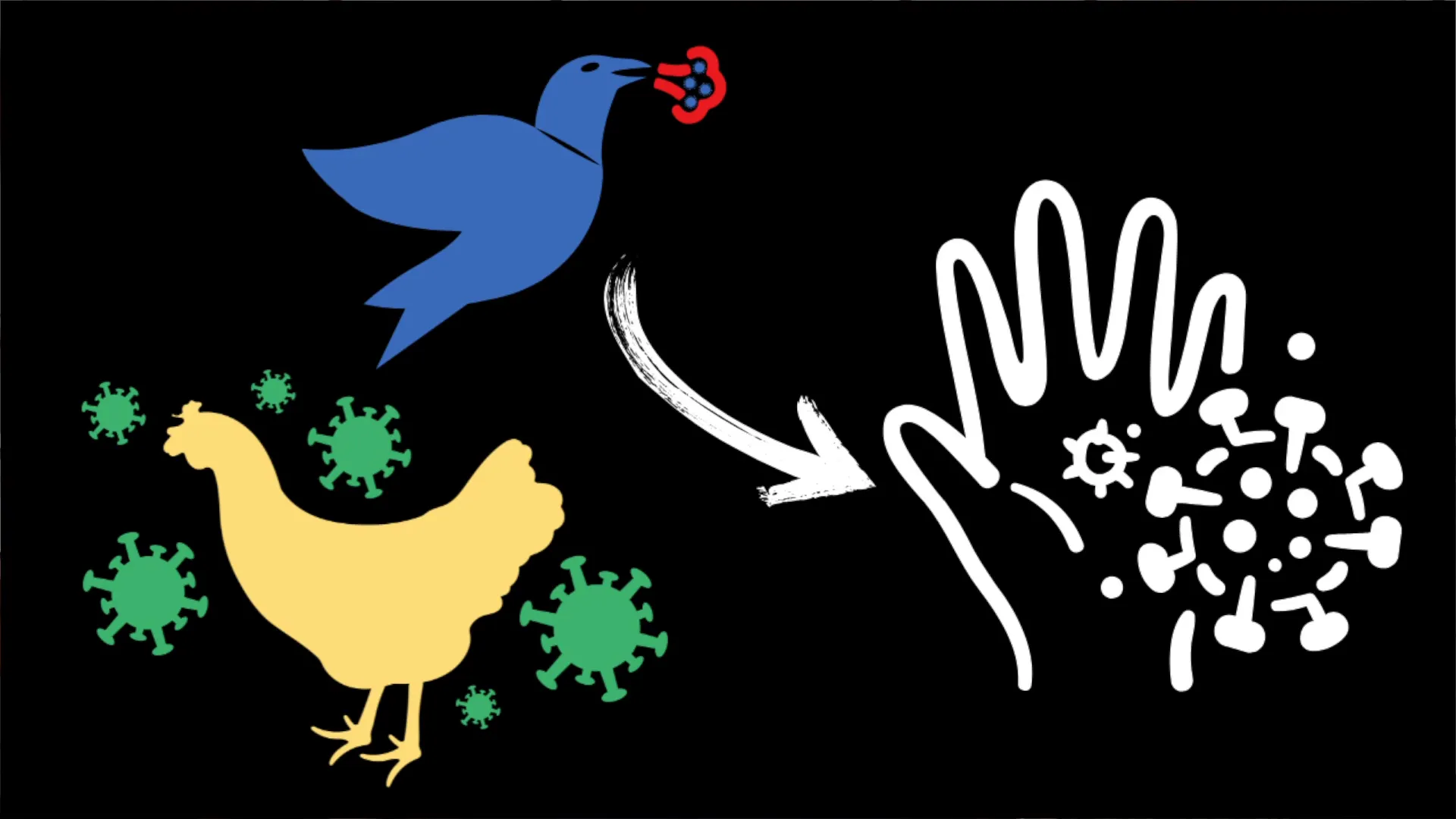 How bird flu spreads