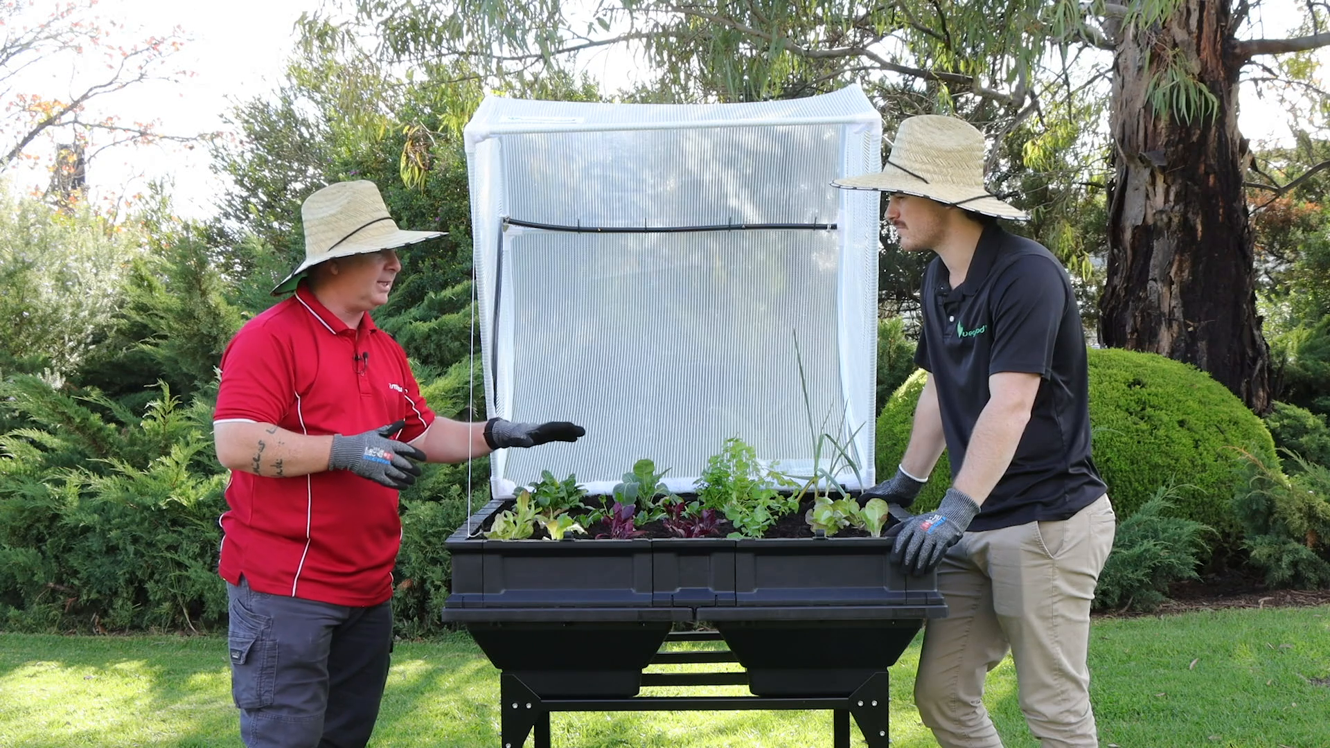 Planting vegetables in the Vegepod