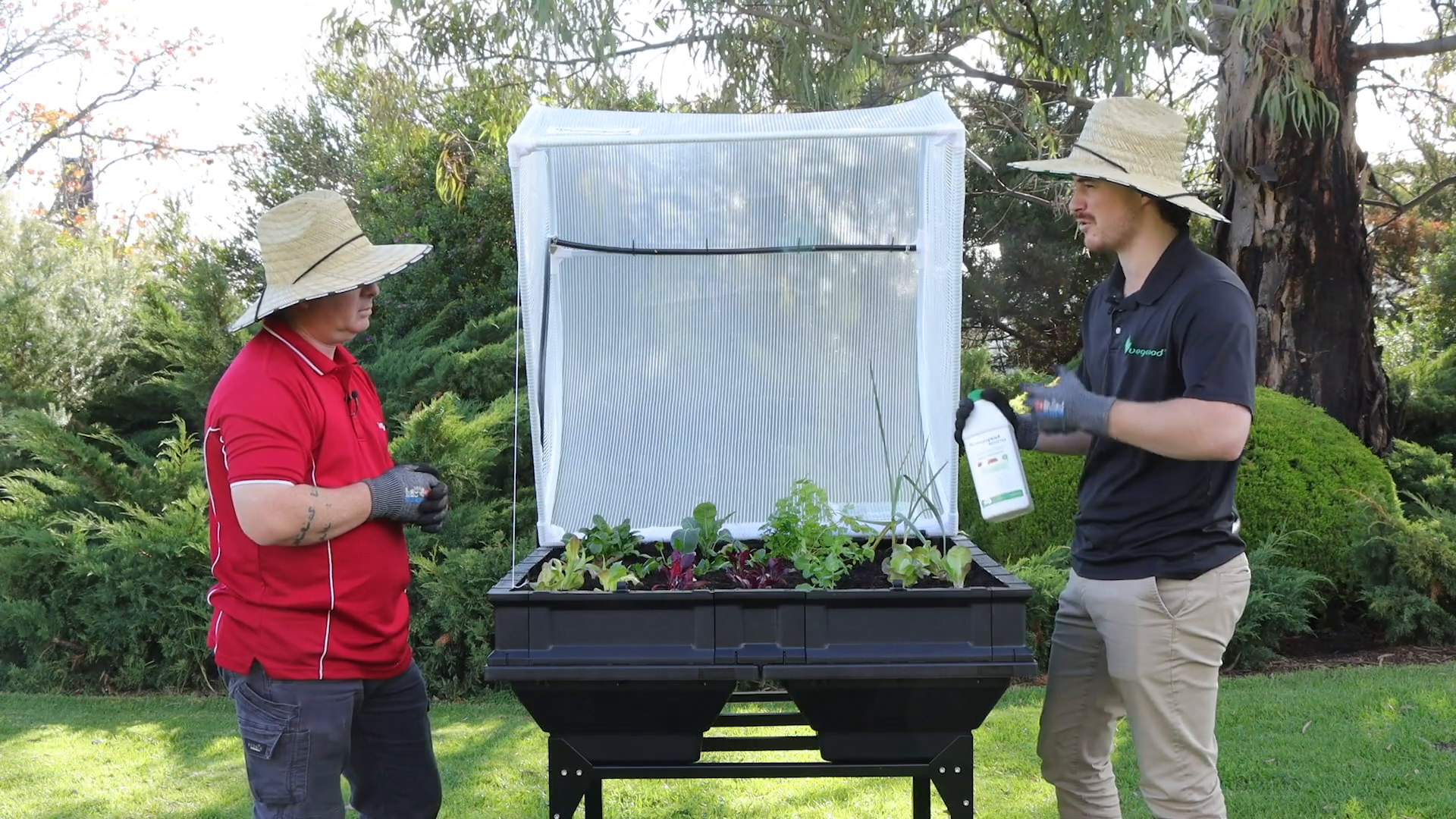 Watering newly planted vegetables in the Vegepod