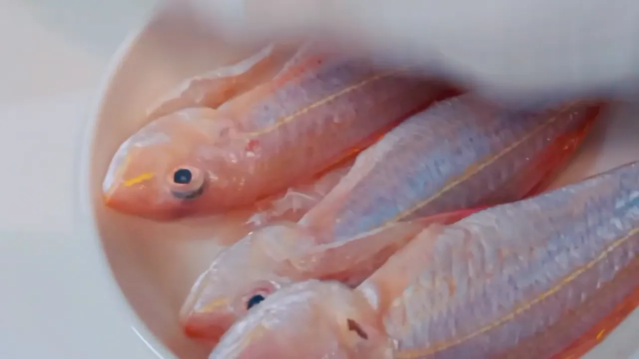 Ikan kurisi sudah dicuci bersih dan dilap kering