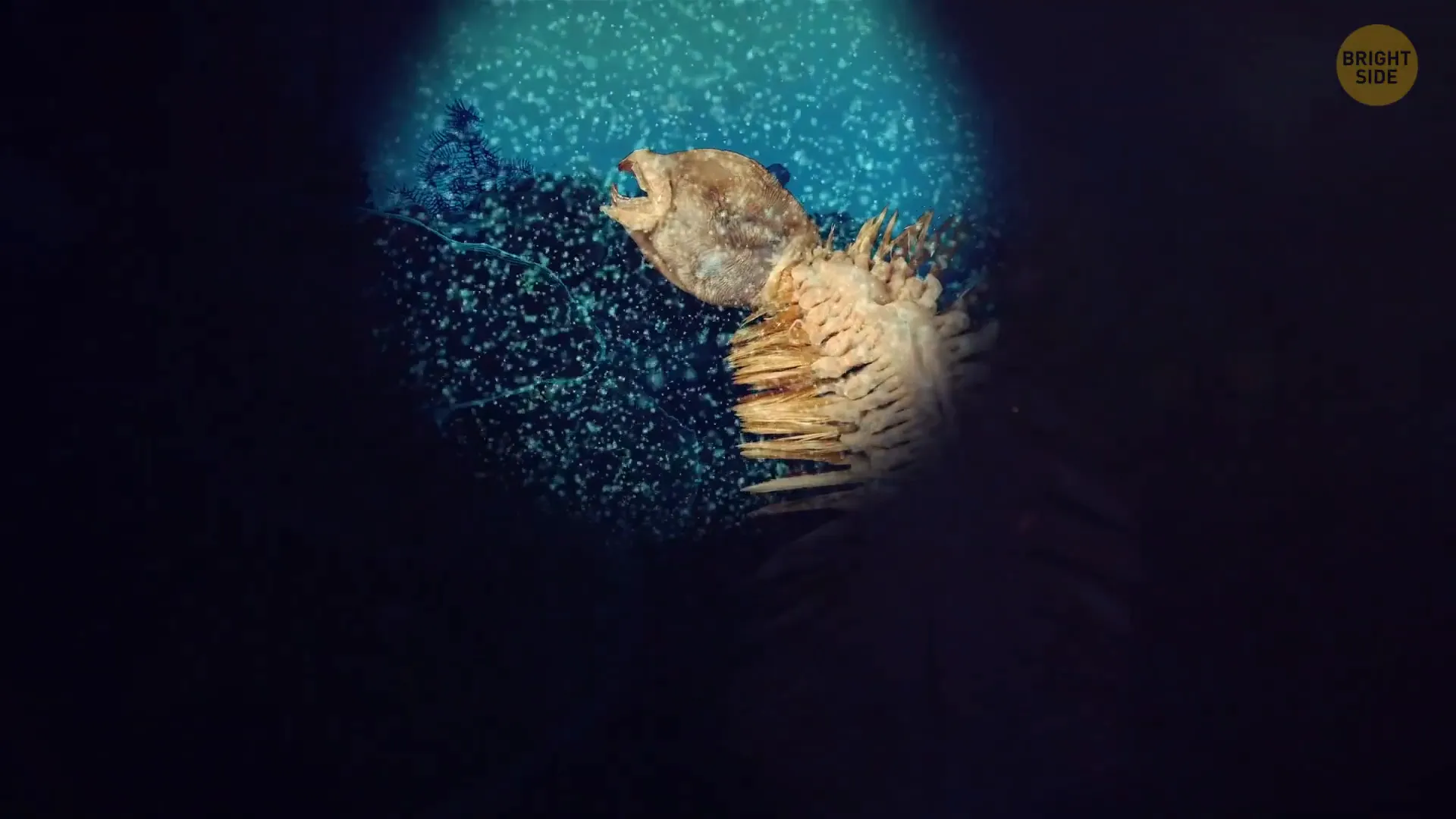 Antarctica Chilling Discoveries: Unearthing Secrets Beneath the Ice 7 Antarctic sea worm